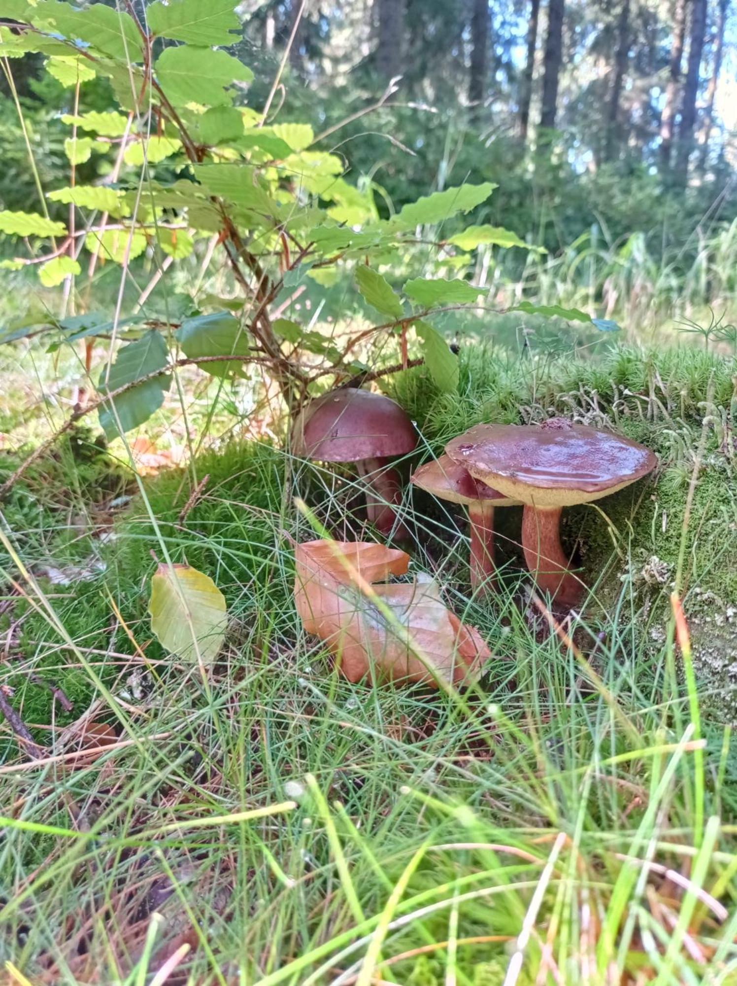 Chata Plesivka Abertamy Exterior foto